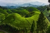 Đồi chè Phú Thọ - Tuyệt tác thiên nhiên giữa miền trung du