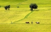 Về Hậu Giang thăm “rún cá” Lung Ngọc Hoàng