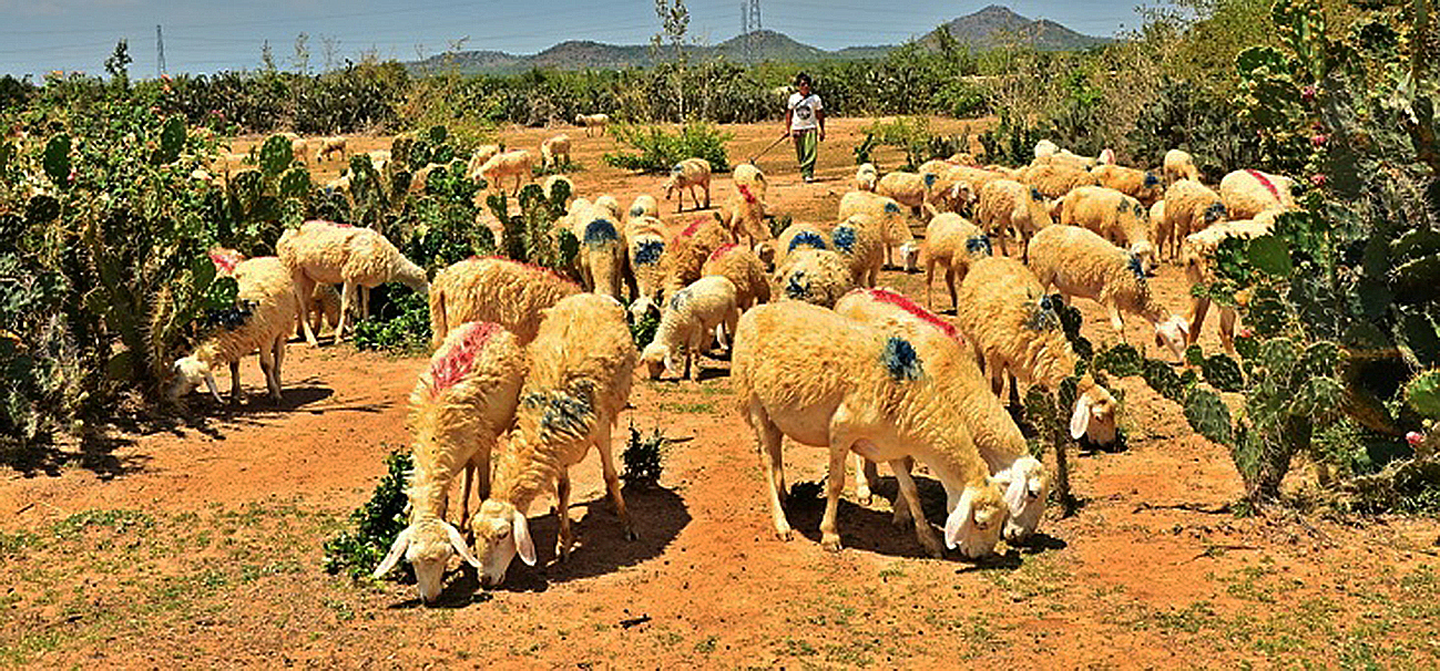 Hành trình du mục trên đất Ninh Thuận