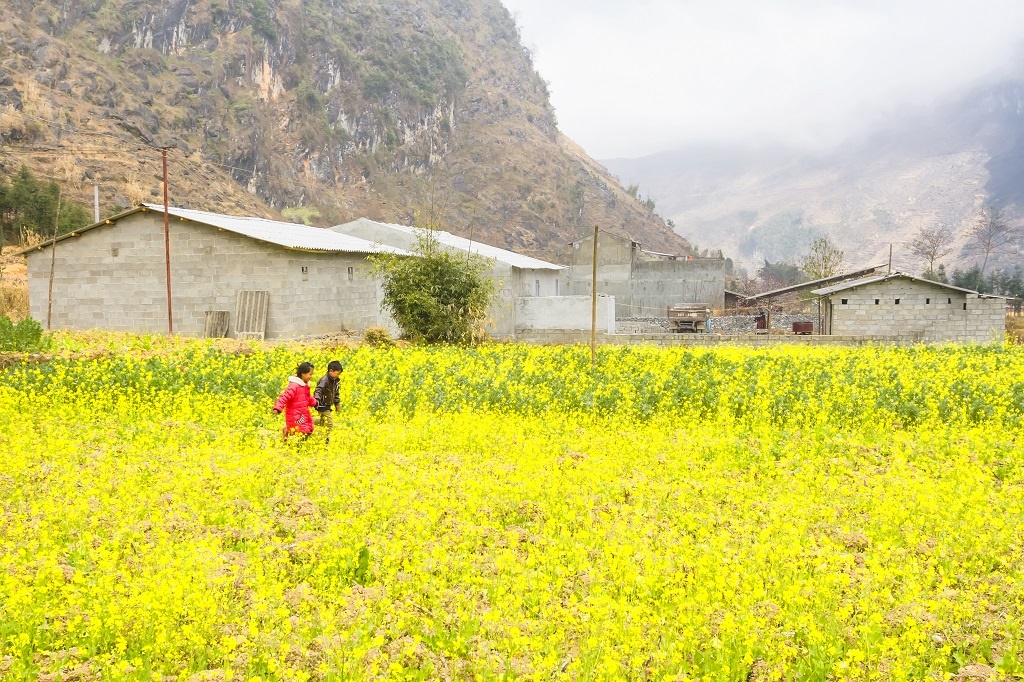 Lên Tây Bắc khám phá vẻ đẹp mùa hoa cải