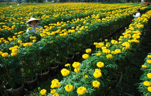 Hà Nội công nhận 8 làng nghề đạt danh hiệu “Làng nghề”